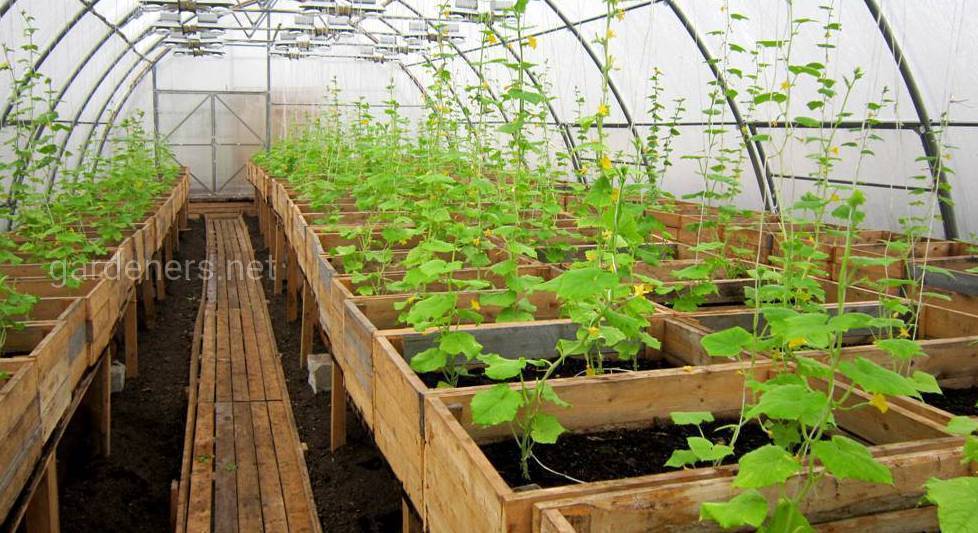 Все о выращивании огурцов в теплице: от проращивания семян до подкормки и формирования куста