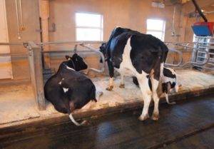 Как сделать сарай для быков: большим животным — крепкий дом