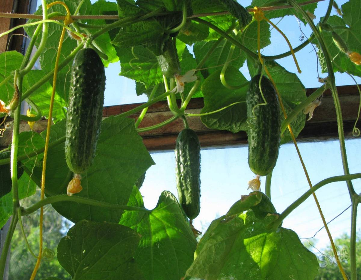 Сорта огурцов для выращивания дома на подоконнике или балконе (лоджии) зимой, весной, летом и осенью