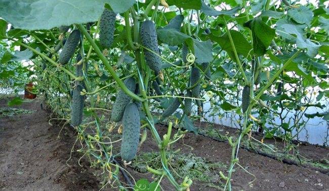 Выращивание огурцов в теплице из поликарбоната: советы