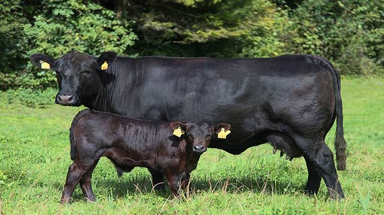 Абердин-ангусская порода крс — обзор, содержание и уход за коровами и быками
