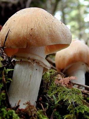 Грибы турки как приготовить. грибы колпаки: полезные свойства и их рецепты приготовления