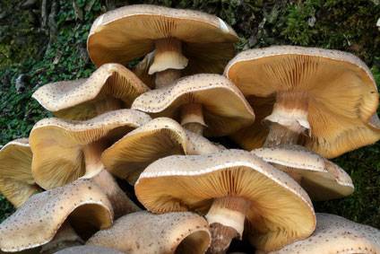 Опенок луговой – описание съедобного гриба отличительные особенности и  способы приготовления
