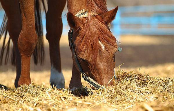 Разведение лошадей: уход, подковка, режим питания, размножение