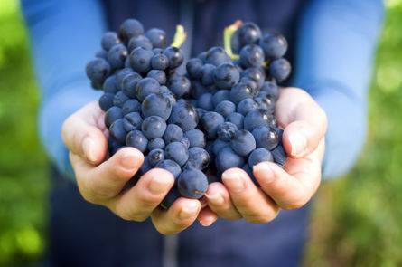 Виноград изабелла – характеристика сорта и особенности выращивания