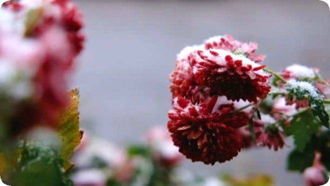 Хризантема шаровидная: зимовка в открытом грунте, как сохранить зимой и укрыть?