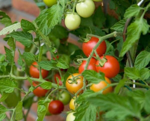 Как вырастить хороший урожай помидоров в теплице: получить урожайность томатов большую, увеличить видео