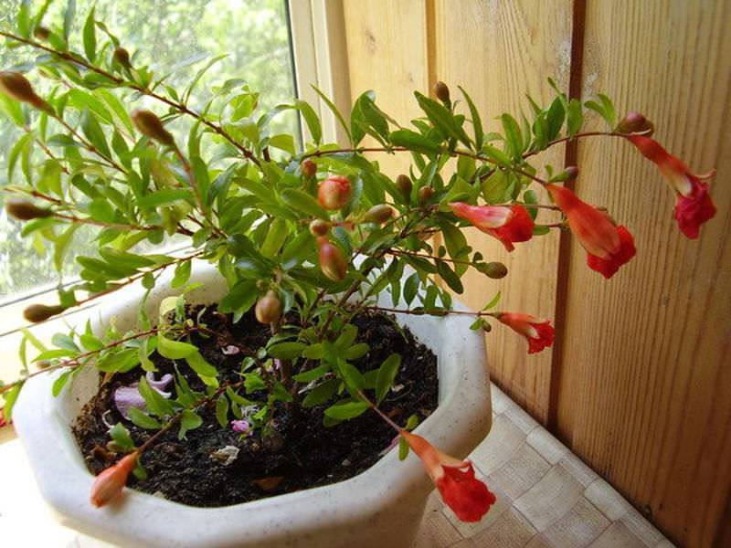 Как посадить карликовый гранат в домашних условиях: особенности выращивания и ухода за комнатным растением