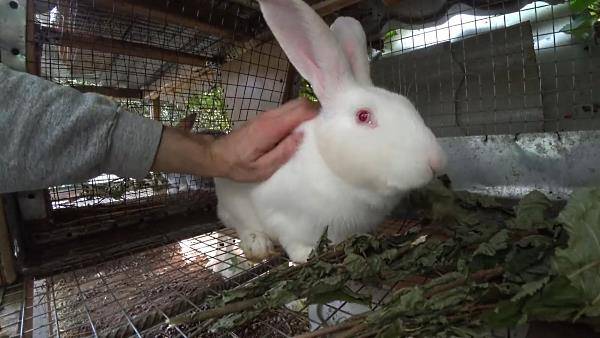 Почему крольчиха не рвет пух перед родами? причины и окрол
