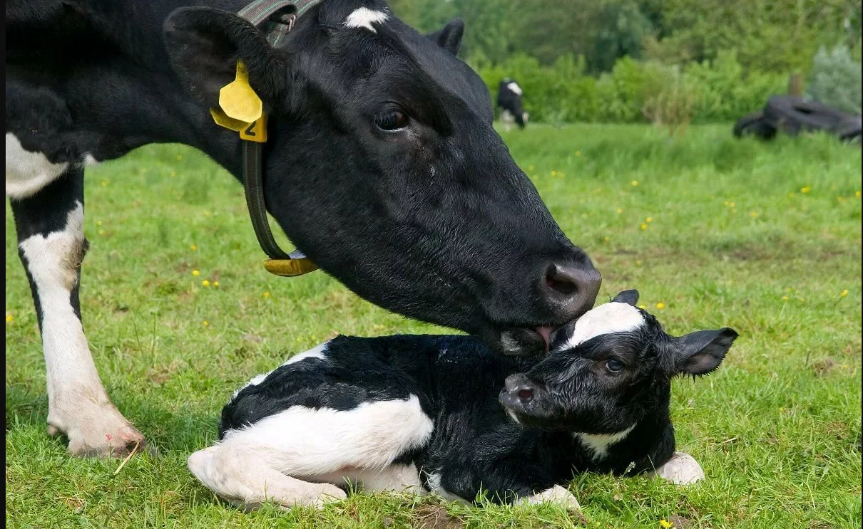 Лучший возраст коров для спаривания и возможные проблемы с осеменением