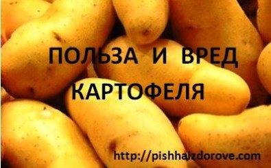Картофель, польза и вред для организма человека