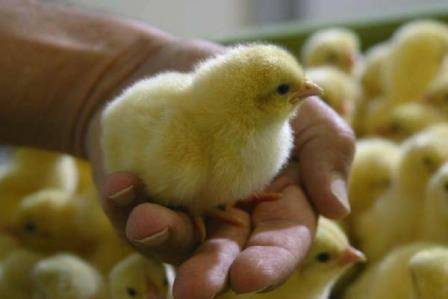 Как ухаживать за цыплятами в домашних условиях и чем кормить