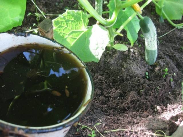 Подкормка огурцов для большого урожая: чем и как удобрять