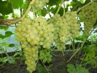 Сорт винограда кишмиш 342, описание с характеристикой и отзывами, а также особенности посадки и выращивания, фото