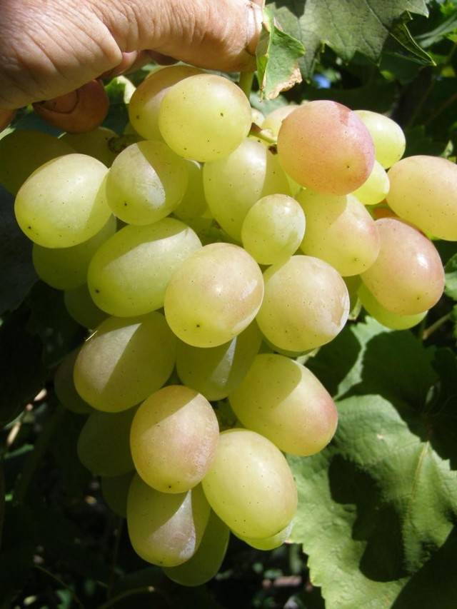 Все про виноград сорта восторг — описание и отзывы