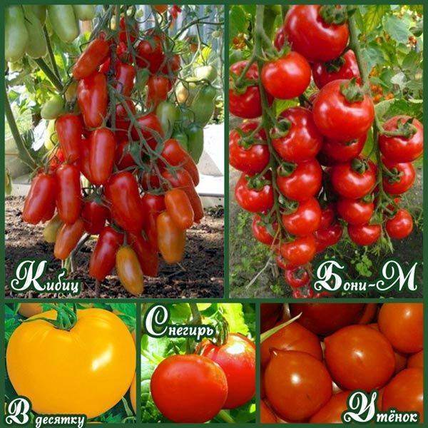 Самые сладкие сорта томатов: какие самые вкусные, мясистые и крупные, как выбрать сорт для теплицы и открытого грунта, лучшие виды с желтыми и красными плодами