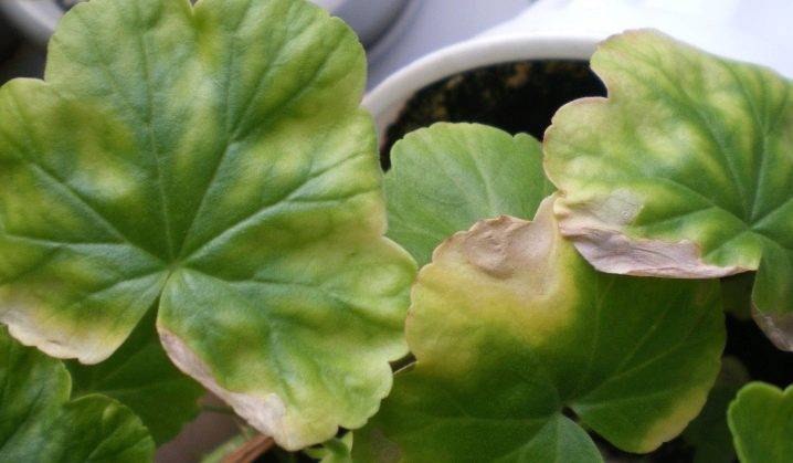 Pelargonium. пеларгония уход, фото, размножение, виды: пеларгония зональная и душистая