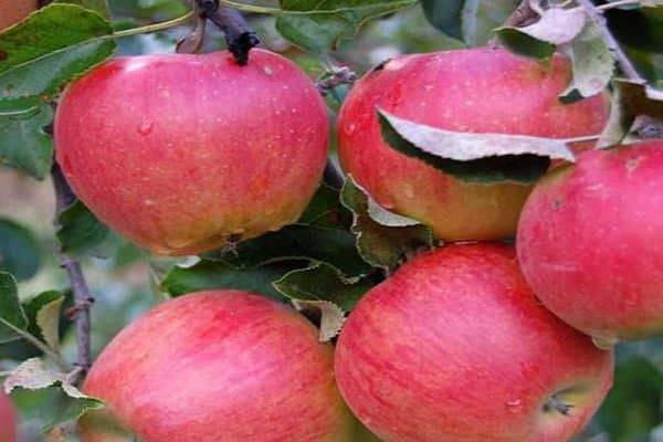 Яблоня гала: описание сорта, фото, отзывы садоводов