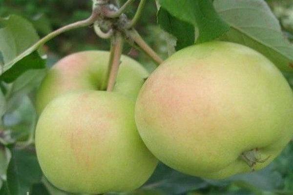 Ранние сорта яблонь: список с описанием