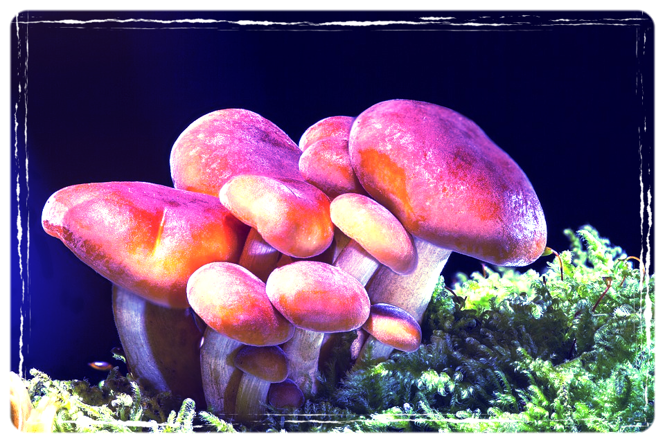 Зачем есть грибы, ведь они не перевариваются: 4 мифа об их полезности с фактами