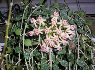 Удивительная хойя грацилис: способы выращивания, уход и фото цветка