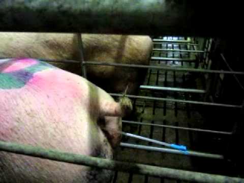 Оплодотворение свиней