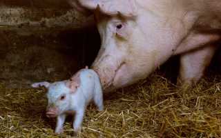 Искусственное осеменение свиней: описание, видео