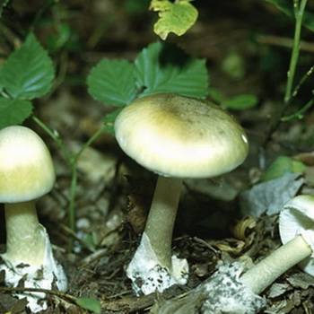 Виды и названия грибов с картинками: съедобные и несъедобные