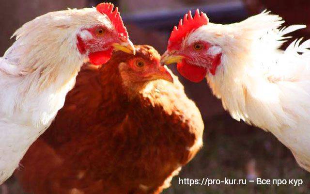 Как отучить цыплят клевать друг друга?