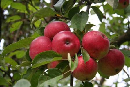 Зимостойкий сорт яблони с непревзойденной длительностью хранения — «московский поздний»