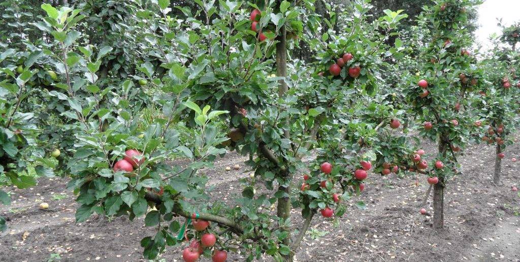 Формирование кроны яблони: основные схемы и важные правила