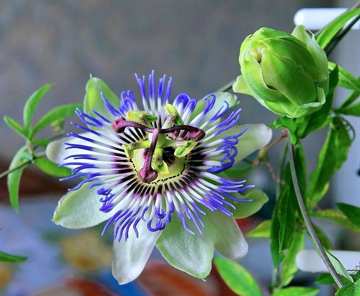 Пассифлора (44 фото): что это такое? посадка и уход за цветком в домашних условиях, описание видов растения страстоцвет съедобный и голубой, пассифлора инкарнатная и «маэстро»