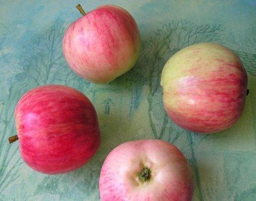 Выращивание яблони башкирская красавица - агрономы