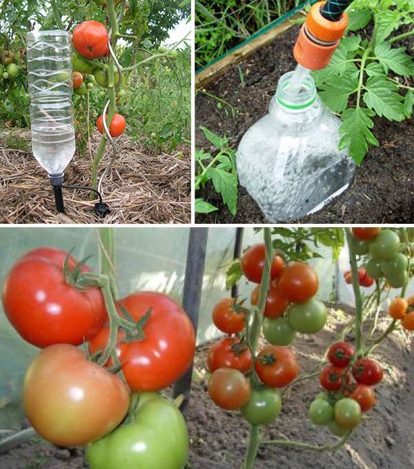 Чем обработать помидоры от фитофторы в теплице: как и какими препаратами и народными средствами можно бороться с заболеванием томатов, фото пораженных растений
