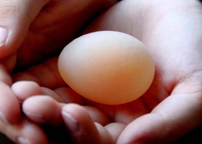 Почему куры несушки льют яйца (несут без скорлупы): причина и что делать