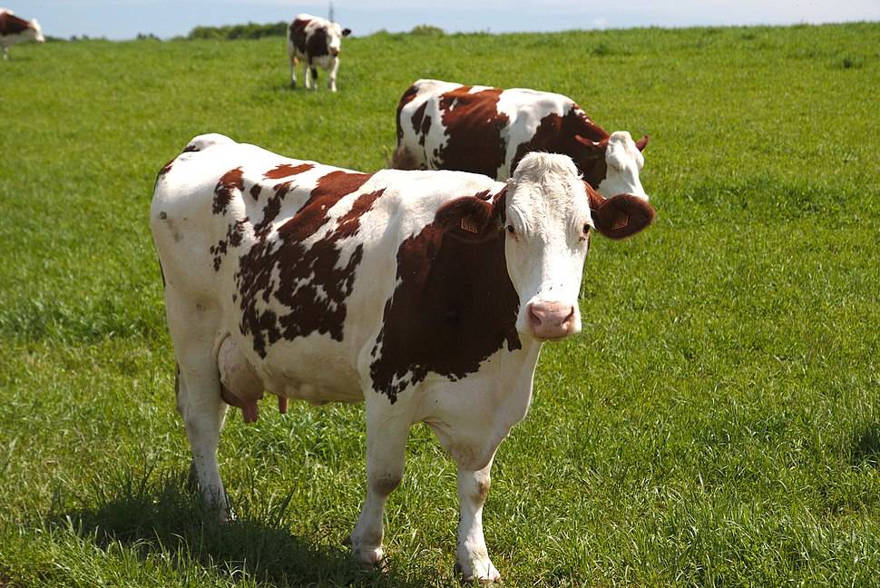 Особенности монбельярдской породы коров