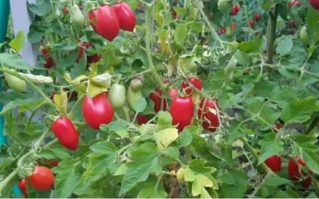 Идеальный сорт для начинающих огородников — томат «рома» f1. описание, характеристика и фото помидор «рома» vf