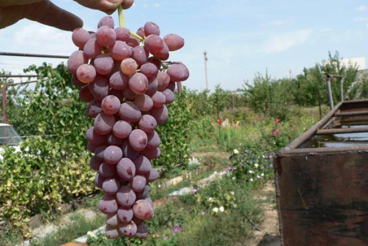 Виноград кишмиш: характеристика, разновидности, плюсы и минусы