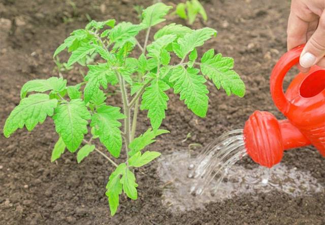 Как подкормить томаты золой, способ применения в теплице в открытом грунте