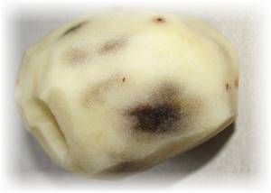 Картофель чернеет внутри при хранении