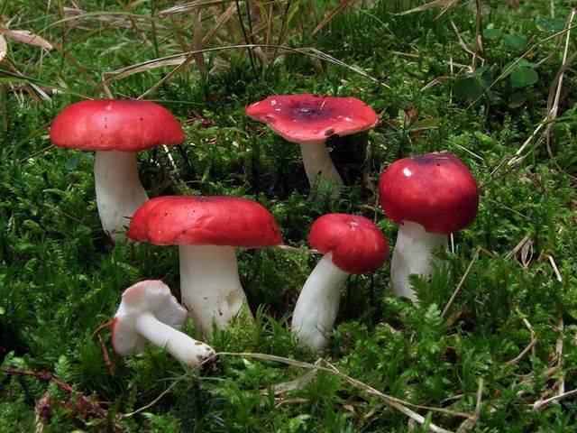 Какие грибы можно есть сырыми и не отравится?