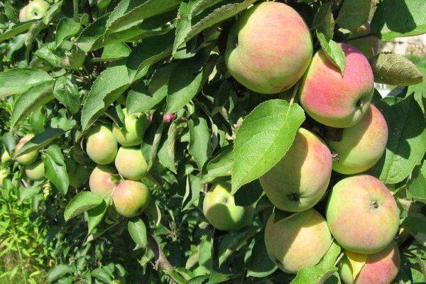 О колоновидной яблоне джин: описание и характеристики сорта, посадка и уход