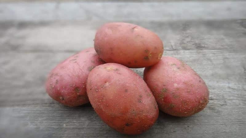 ᐉ сорт картофеля «лабелла» – описание и фото - roza-zanoza.ru