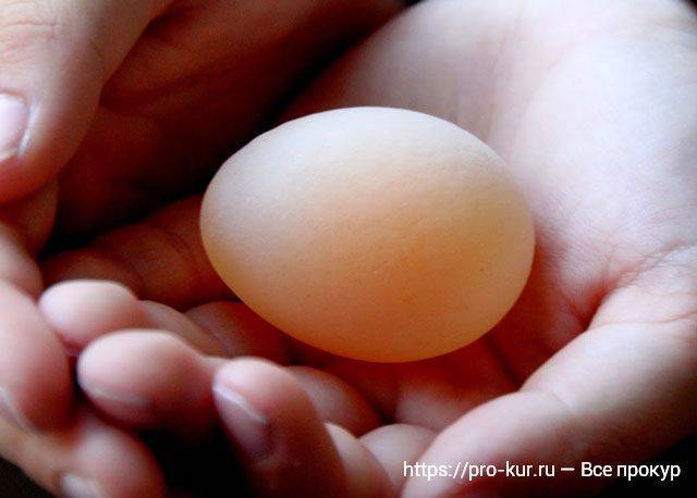 Почему у кур-несушек мягкая скорлупа у яиц
