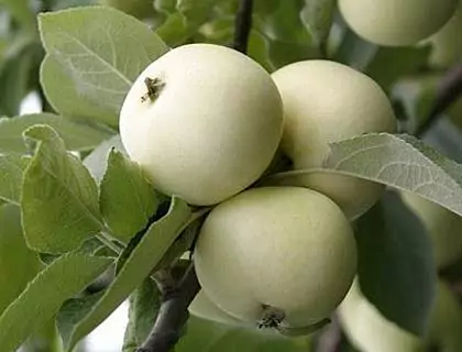 Сорта яблонь для урала: лучшие сорта яблок для северных регионов россии