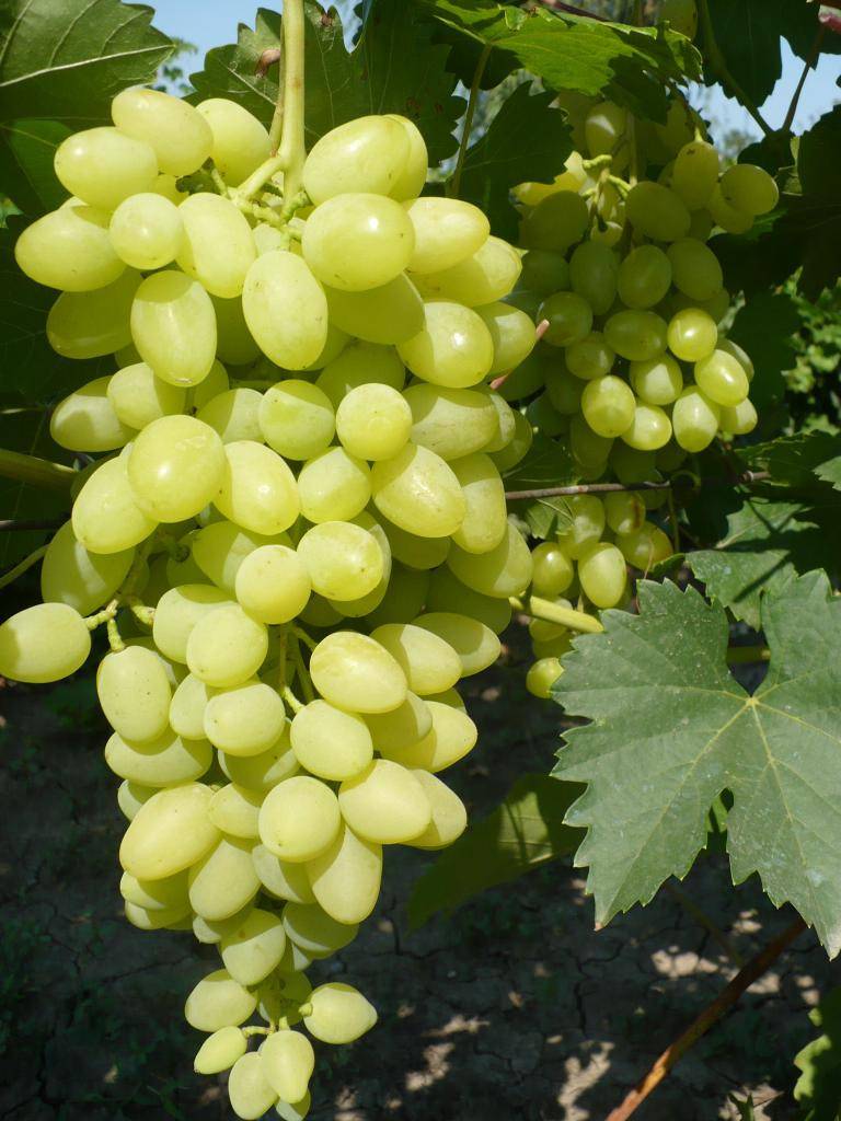Виноград «августин»: описание сорта, фото, отзывы