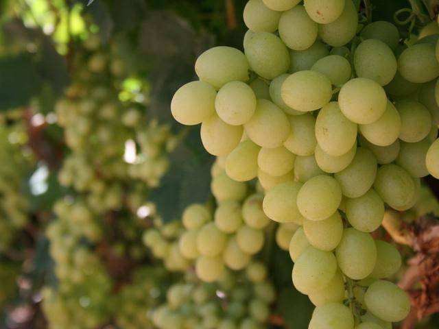 Виноград арамис: что нужно знать о нем, описание сорта, отзывы