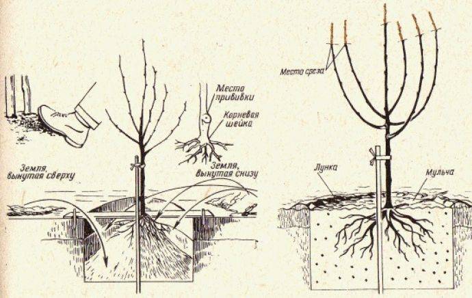 Как посадить грушу: пошаговая инструкция по посадке осенью и весной (125 фото и видео)