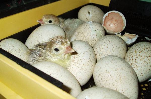 Инкубация индюшиных яиц: режимы, таблицы, сроки выведения
