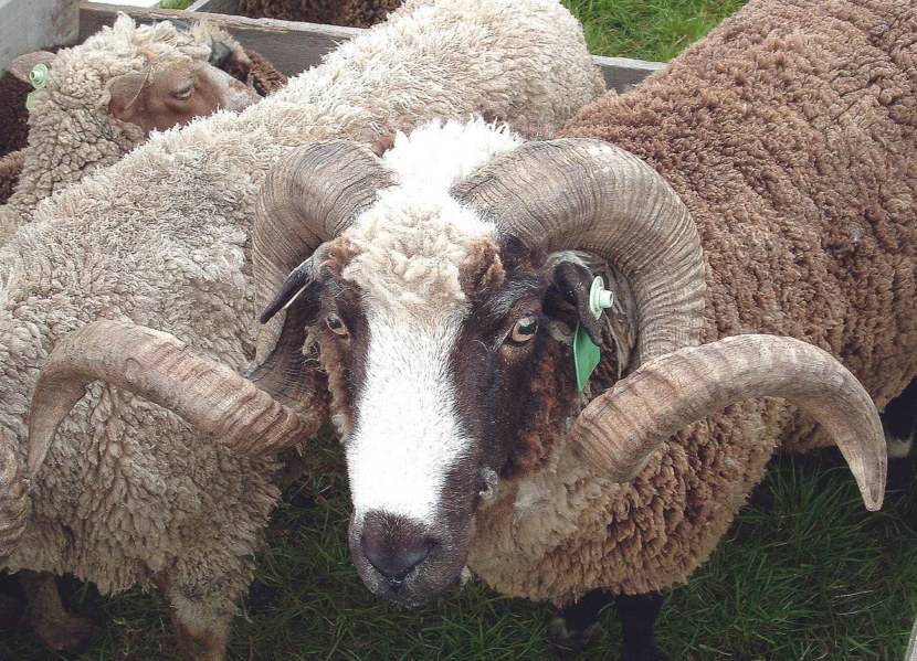 Романовская порода овец (65 фото): описание ягнят и баранов, содержание и разведение